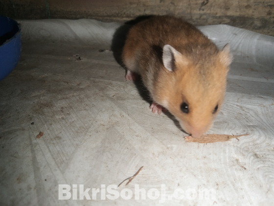 Syrian Hamster